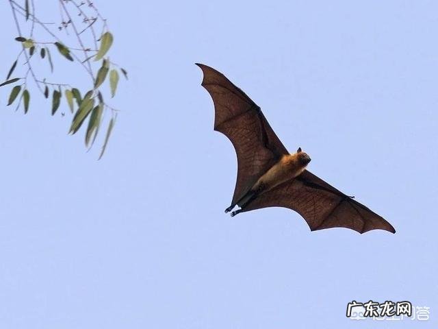 蝙蝠这种史前动物能够活到今天是因为它们体内有强大的免疫力吗