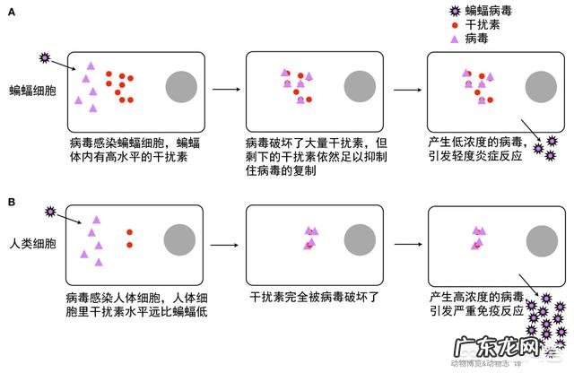 蝙蝠这种史前动物能够活到今天是因为它们体内有强大的免疫力吗