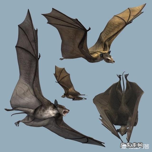 蝙蝠这种史前动物能够活到今天是因为它们体内有强大的免疫力吗