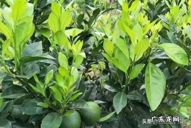 柑橘果农问,现在秋梢刚抽出还能老熟吗?