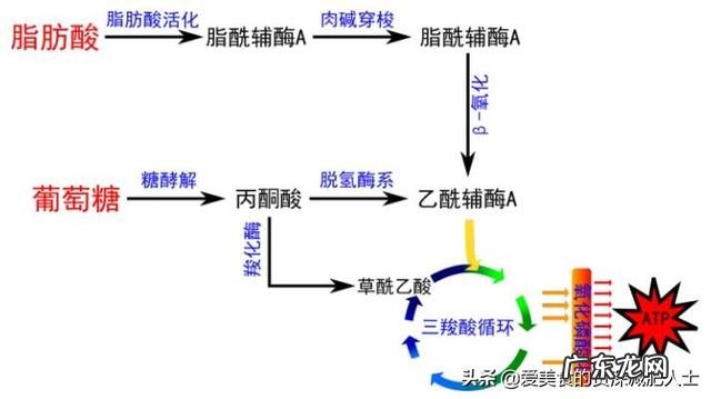 运动是不是要达到一定强度,时间要超过40分钟才能燃烧脂肪? 运动一定要30分钟才能消掉脂肪吗