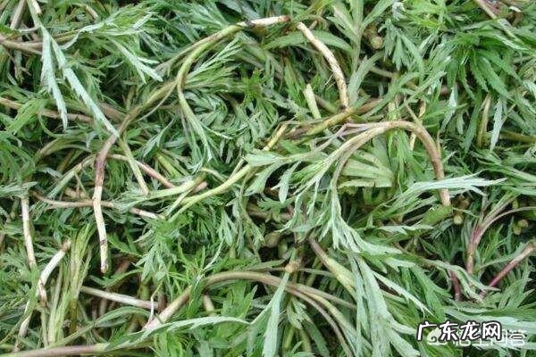 夏天都有哪些应季菜?该怎么做才好吃? 夏天哪些菜比较好吃