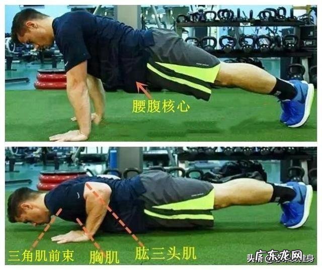 只做俯卧撑和引体向上肚子会变小吗?