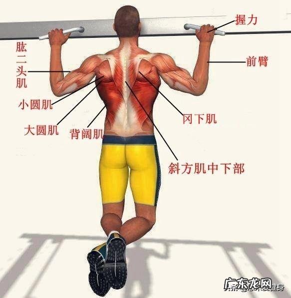 只做俯卧撑和引体向上肚子会变小吗?