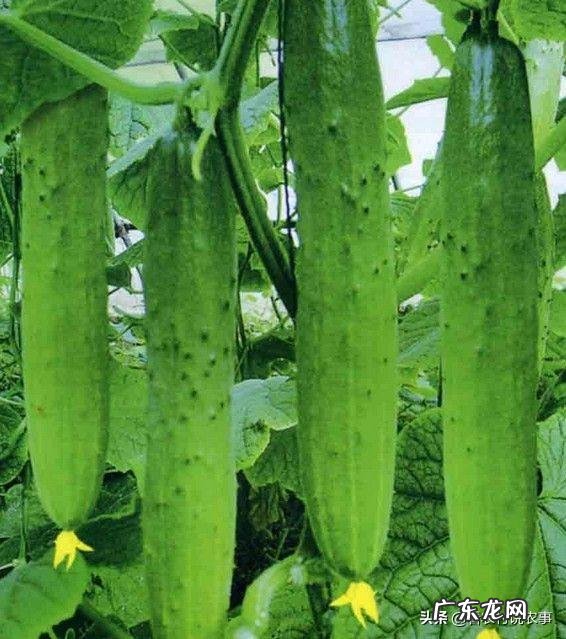 黄瓜冲施红糖能起什么作用?