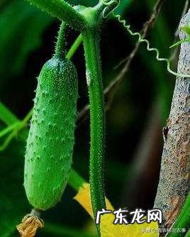 黄瓜冲施红糖能起什么作用?