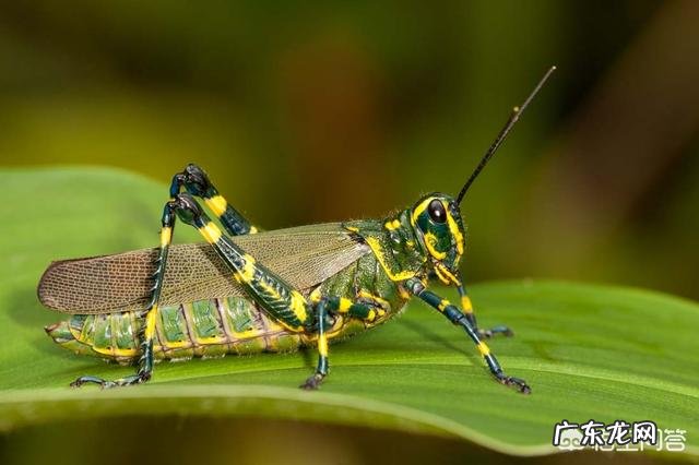 红海最窄处也有30千米,蝗虫怎么飞到阿拉伯的?