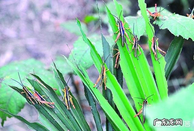 红海最窄处也有30千米,蝗虫怎么飞到阿拉伯的?