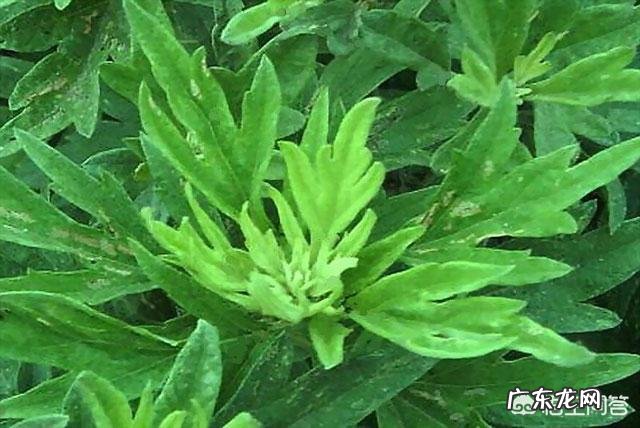 蒲公英与哪些花草茶搭配喝?有哪些功效?