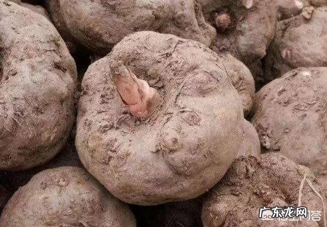 农村传统的磨芋豆腐制作,要使用到草木灰是真的吗?