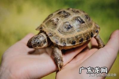 为什么人类是哺乳动物中的长寿之王