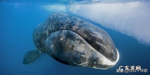 为什么人类是哺乳动物中的长寿之王