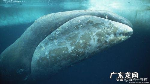 为什么人类是哺乳动物中的长寿之王