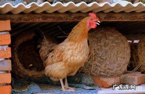 怎么知道农村院子里的蛇是不是家蛇呢