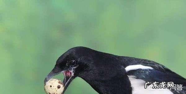 怎么知道农村院子里的蛇是不是家蛇呢