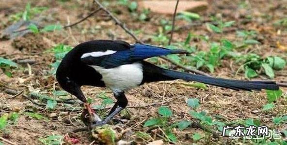 怎么知道农村院子里的蛇是不是家蛇呢