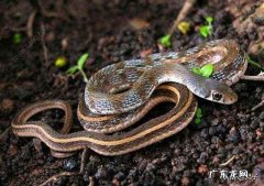 怎么知道农村院子里的蛇是不是家蛇呢