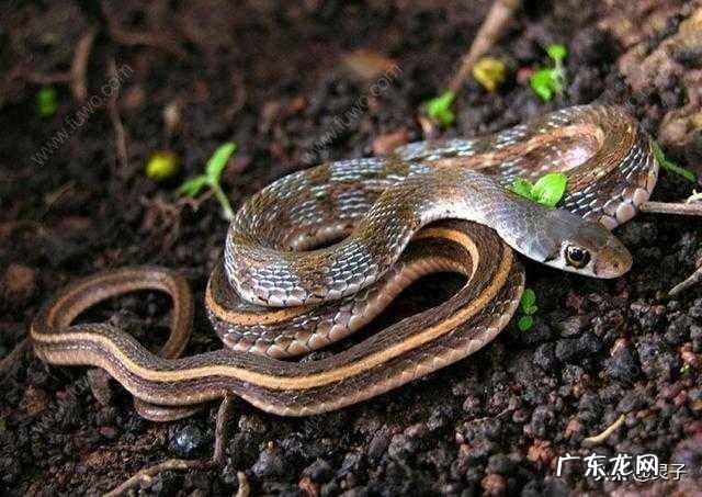 怎么知道农村院子里的蛇是不是家蛇呢