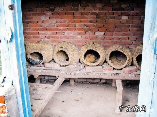 怎么知道农村院子里的蛇是不是家蛇呢