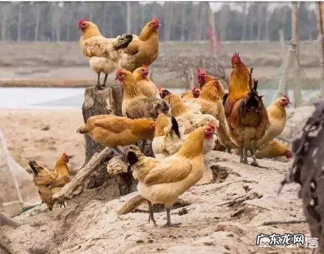 怎么知道农村院子里的蛇是不是家蛇呢