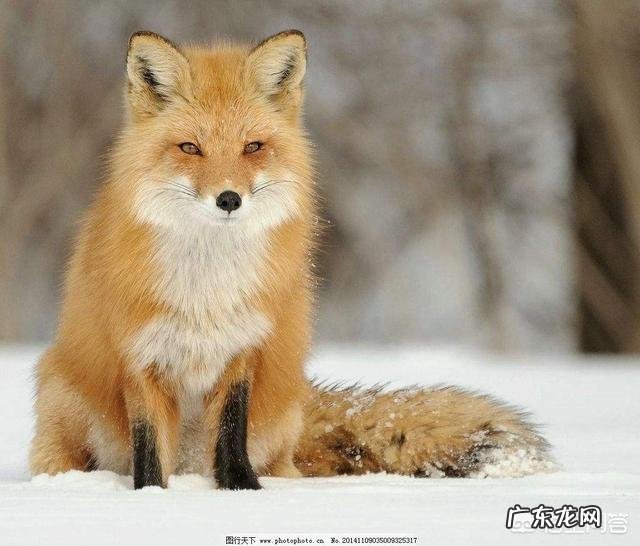 怎么知道农村院子里的蛇是不是家蛇呢