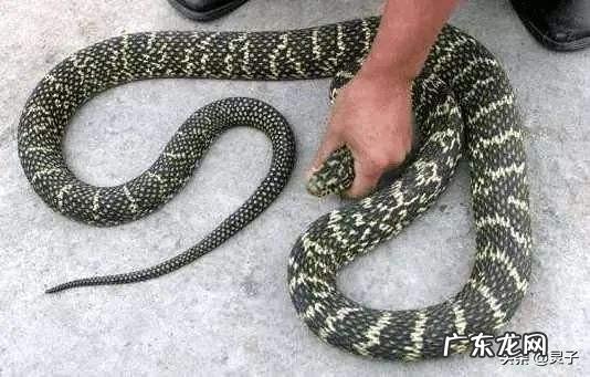 怎么知道农村院子里的蛇是不是家蛇呢