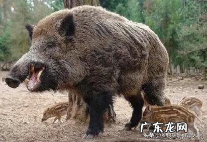 不吹不黑,老虎真能打过成年野猪吗