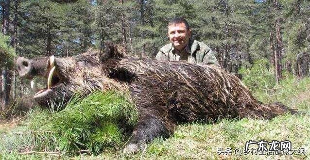 不吹不黑,老虎真能打过成年野猪吗