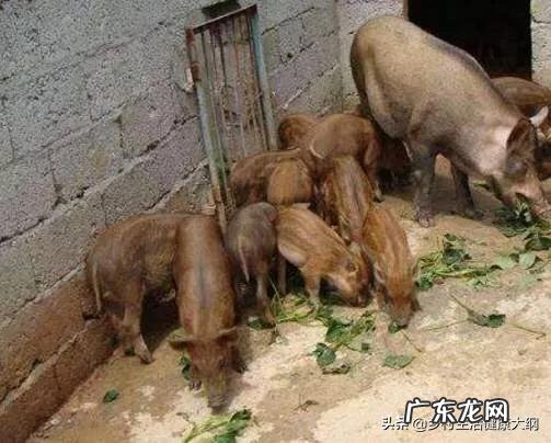 不吹不黑，老虎真能打过成年野猪吗