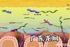 哪些食物是幽门螺杆菌的克星