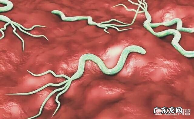 哪些食物是幽门螺杆菌的克星