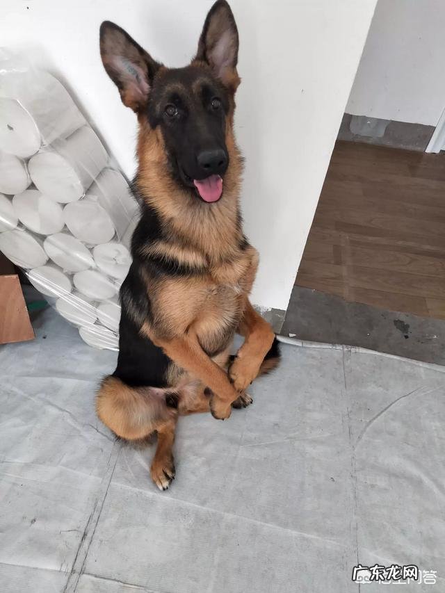 德国牧羊犬幼犬多少钱一只?