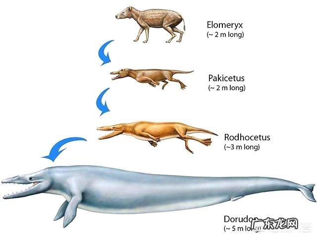上百吨重的鲸鱼,它们的祖先也是庞然大物吗?