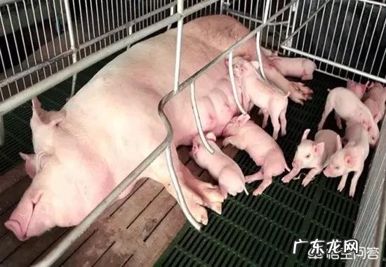 哺乳期的母猪应该怎样管理?