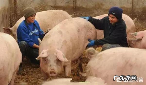 哺乳期的母猪应该怎样管理?