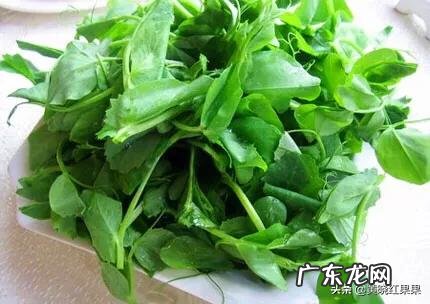 豌豆尖掐了,会影响结豆吗?