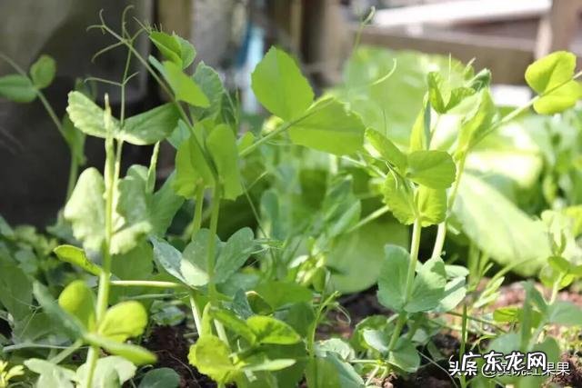 豌豆尖掐了,会影响结豆吗?