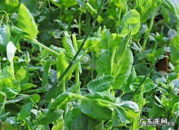 豌豆尖掐了,会影响结豆吗?