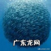 台鲅鱼鲅鱼鲭鱼沙丁鱼的区别?