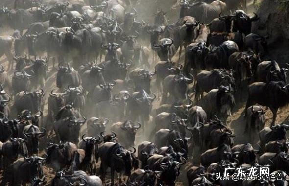 台鲅鱼鲅鱼鲭鱼沙丁鱼的区别?