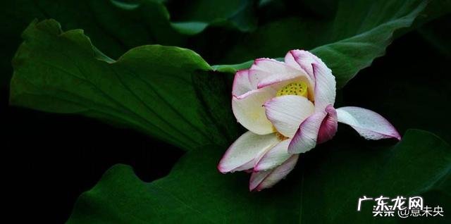 关于生活，用一段话，来述说家庭中女人的哪个品质最重要？