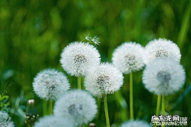 黄芪、金银花、决明子、苟芪、蒲公英、五味子能一起泡水喝吗？