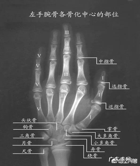 人在多少岁之后就不会长高了?21周岁后还能再长高吗?