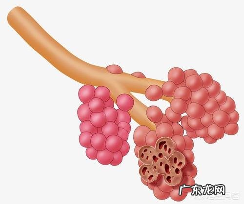 温血动物哪种动物的体温最高,哪种动物的体温最低