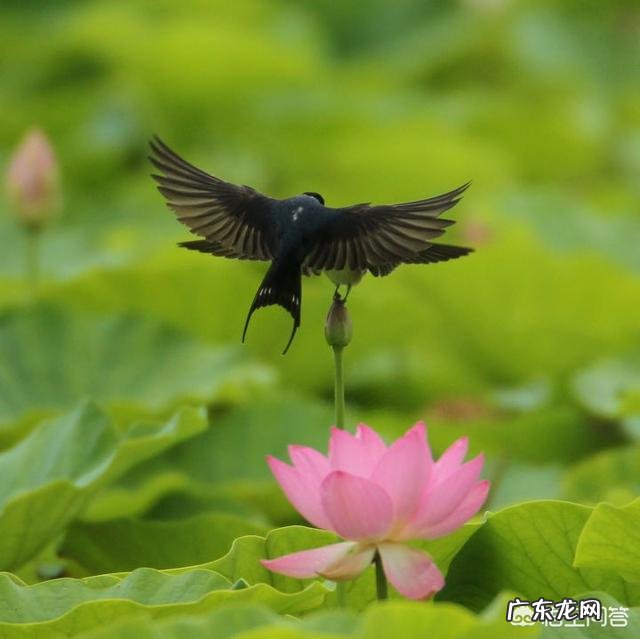 温血动物哪种动物的体温最高,哪种动物的体温最低