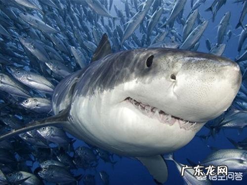 温血动物哪种动物的体温最高,哪种动物的体温最低