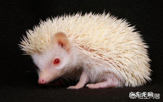 温血动物哪种动物的体温最高,哪种动物的体温最低