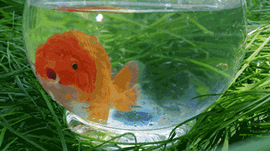 温血动物哪种动物的体温最高,哪种动物的体温最低