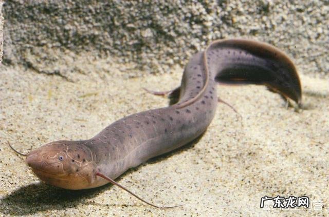 温血动物哪种动物的体温最高,哪种动物的体温最低