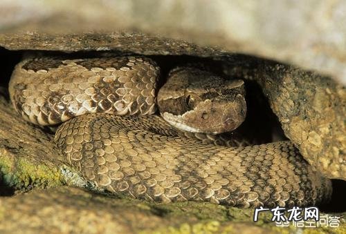 温血动物哪种动物的体温最高,哪种动物的体温最低